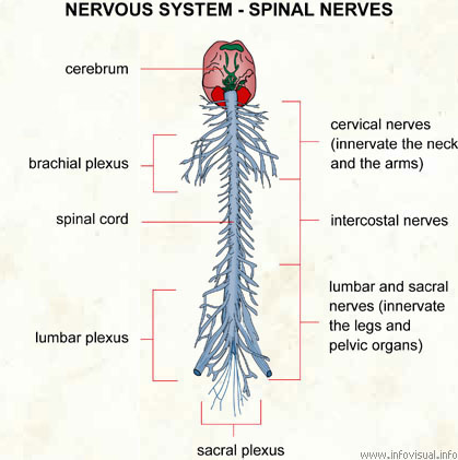 Nervous system spinal nerves